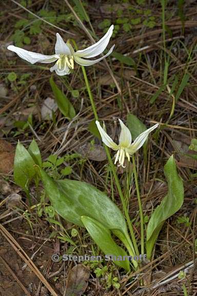 erythronium multiscapideum 6 graphic